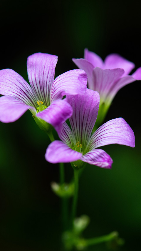 Closeup of the clover flower screenshot