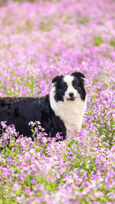 Prevent dry and cracked noses in dogs screenshot