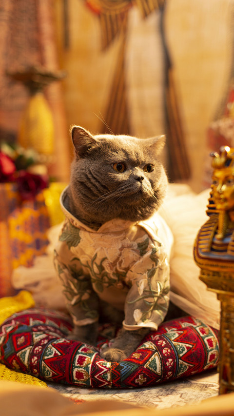 Stress response of cats should be taken seriously screenshot