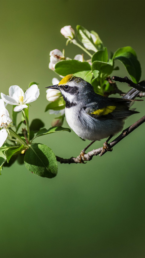 The warbler on the branch screenshot