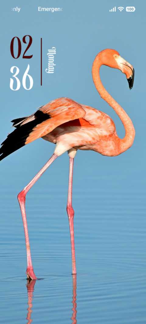 Pink Wings screenshot