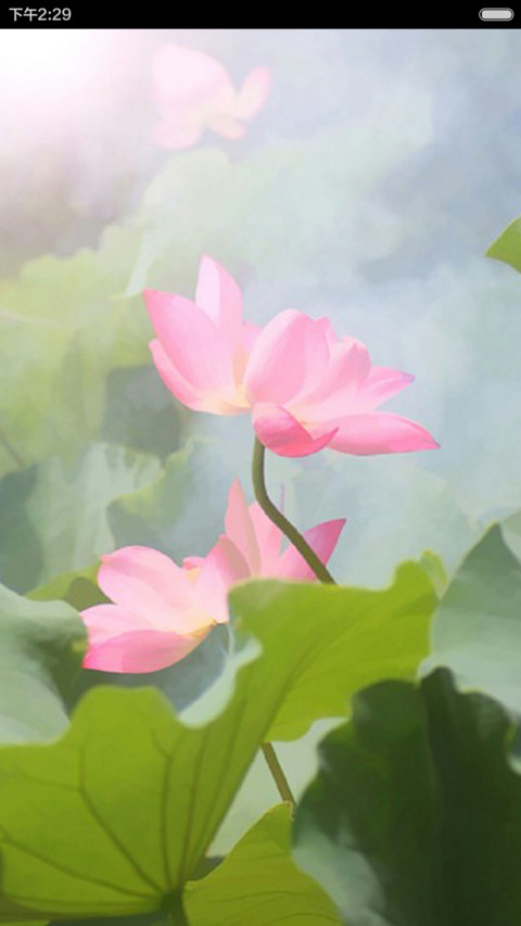 一念心清静，莲花处处开 screenshot