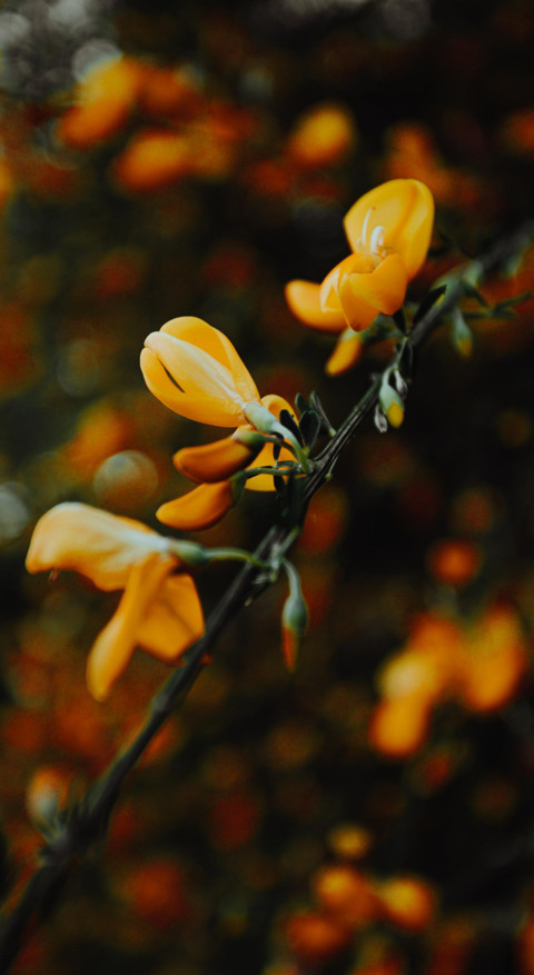 Nature B6 (15) screenshot