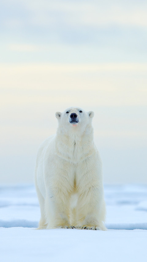 Polar bear on drift ice edge in Norway sea screenshot