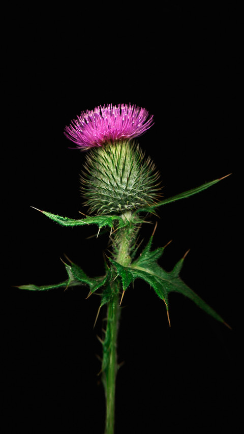 Introduction to botany 2 screenshot