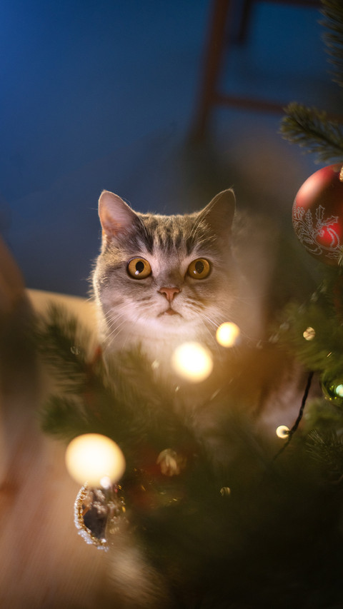 Cute pet-15 screenshot