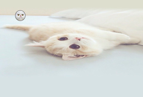 萌喵喵 screenshot