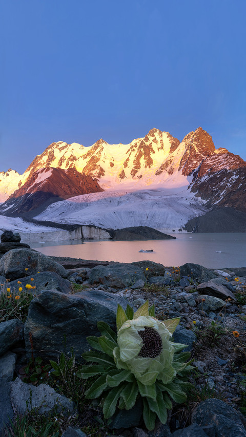 Bogda Peak Snow Lotus in Tianshan Mountains, Xinjiang screenshot