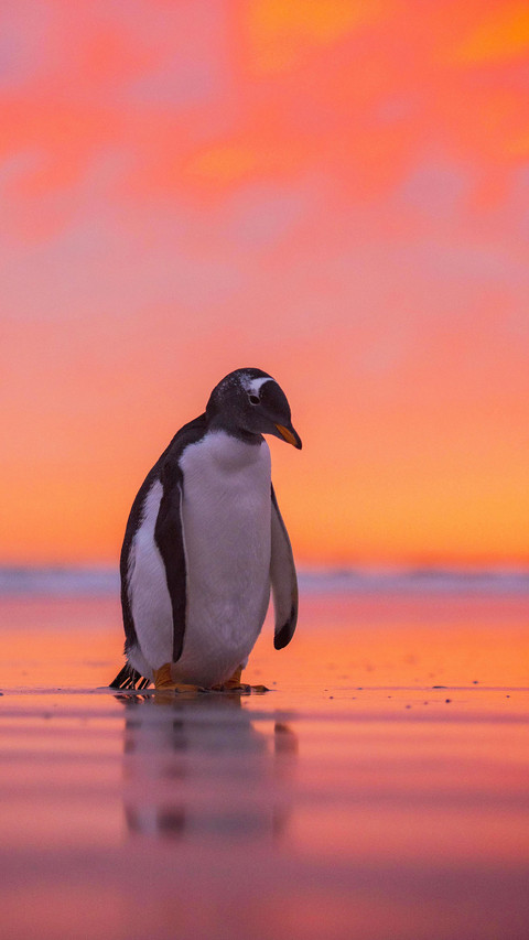 Rocking cute penguin 85 screenshot