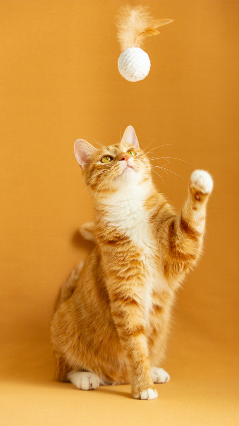 Cats and toy chicken feather balls screenshot