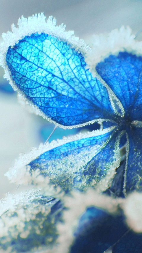 Flower under snow screenshot