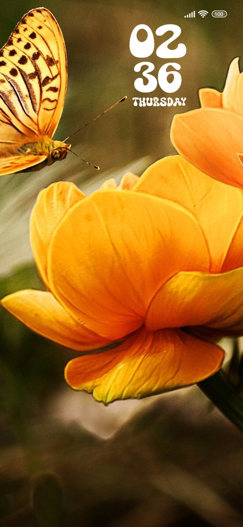 lily screenshot
