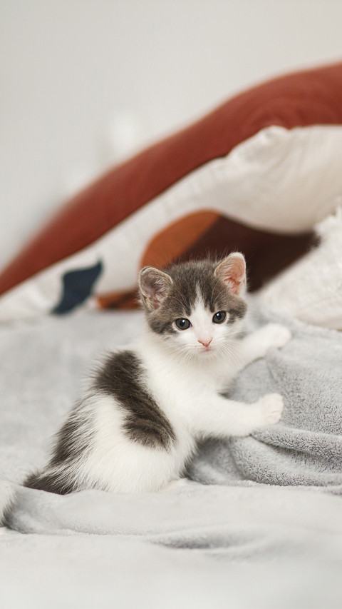 Cute Little Kitten Sitting on Colorful Floral Dress on Bed screenshot