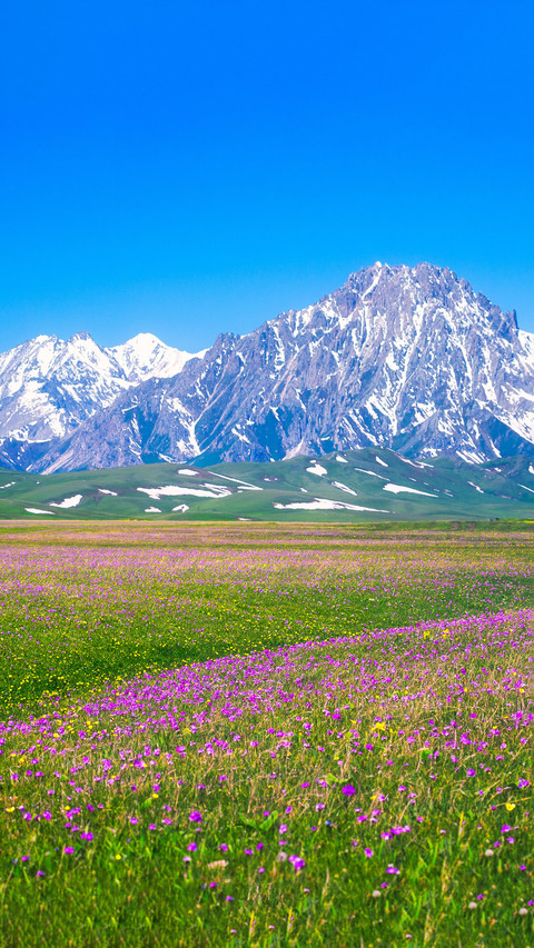 Floral fragrance can improve memory screenshot
