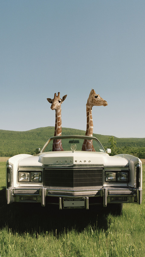 International-giraffes screenshot