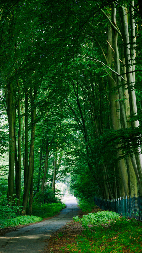 Forest Green Path screenshot