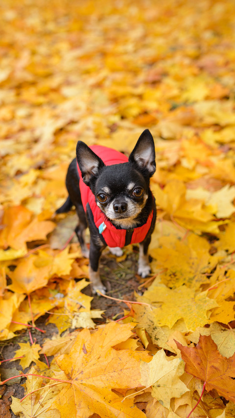 Chihuahuas on autumn leaves screenshot