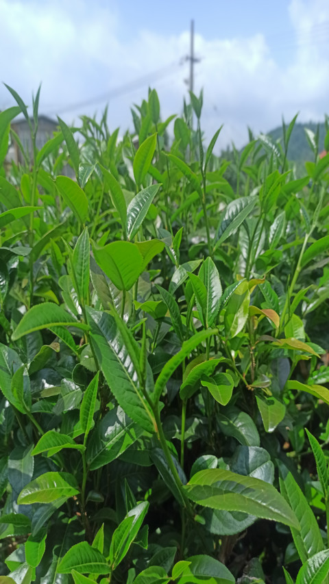 khm Tea tree screenshot