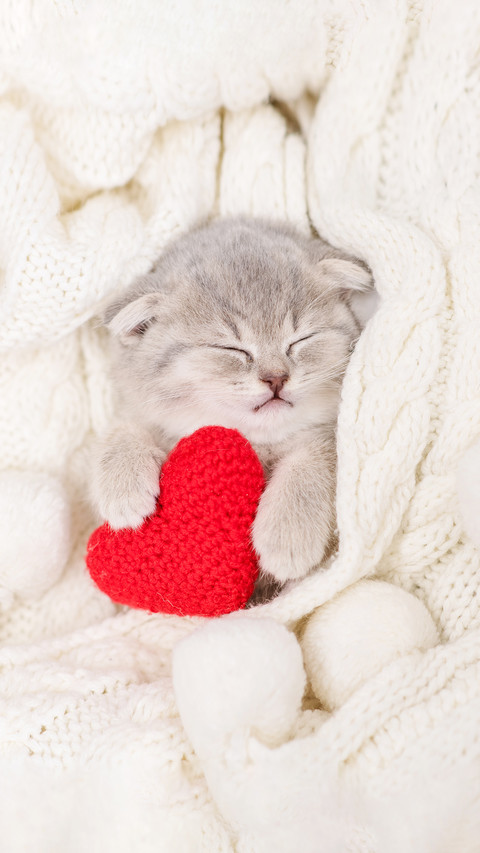 A Little Gray Fluffy Kitten Sleeps on A White Fluffy Scarf screenshot