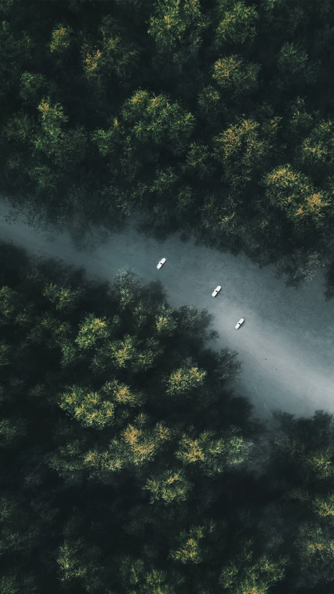 Trees in the forest screenshot