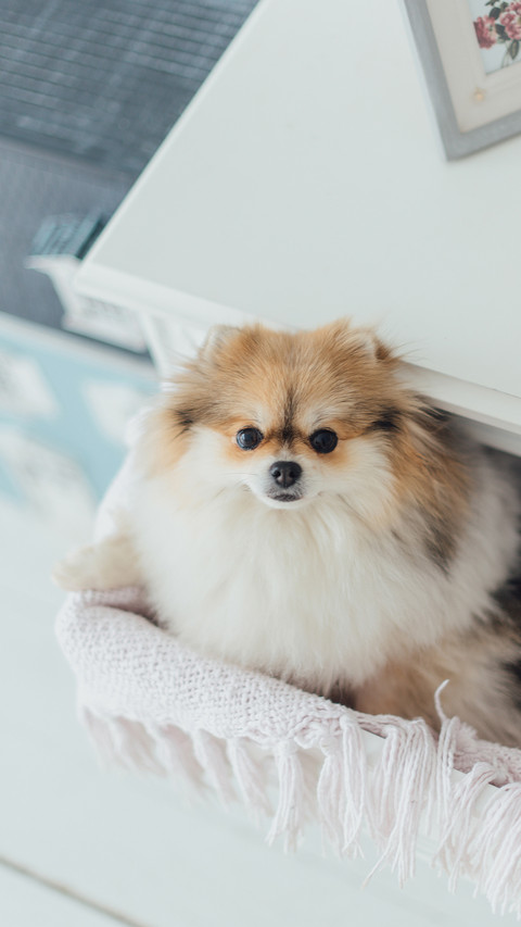 Little fluffy pomeranian dog sitting in chest screenshot