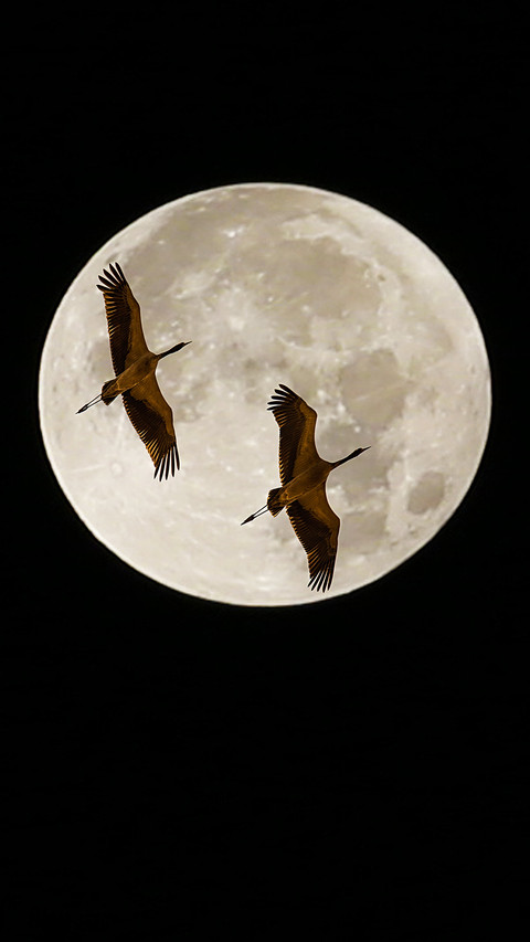 Crane flying cross the moon screenshot