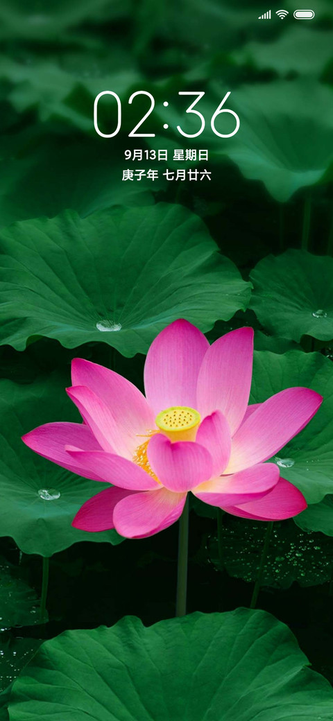 一朵荷花 screenshot