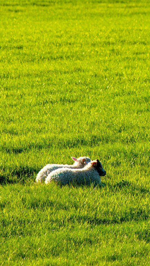 Sheep screenshot