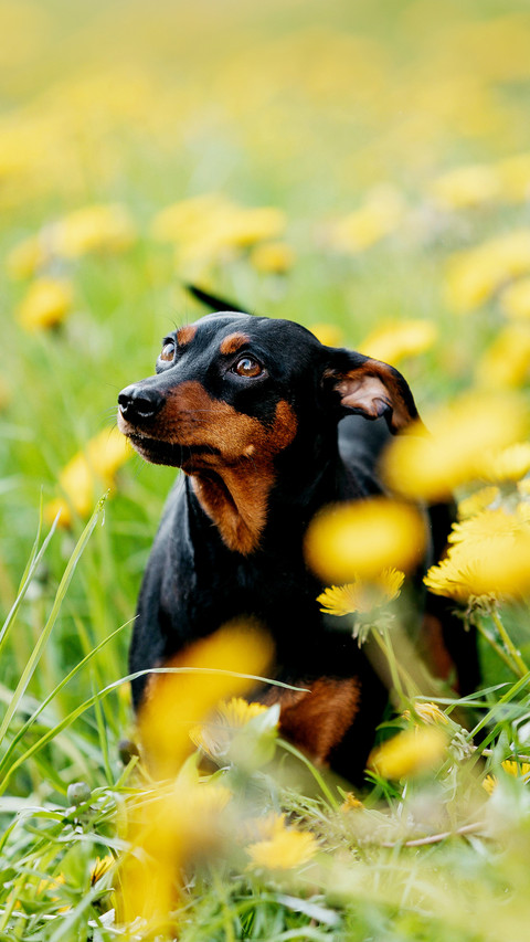 German Pinscher breed dog in dandelions screenshot