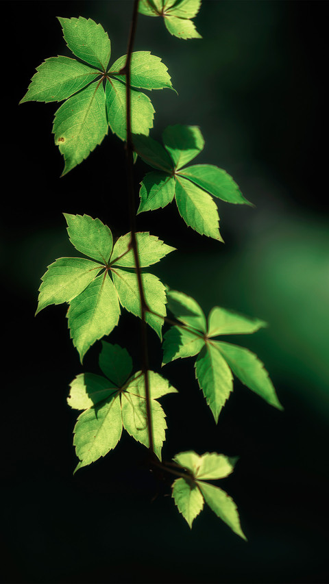 Maple leaves against the light screenshot