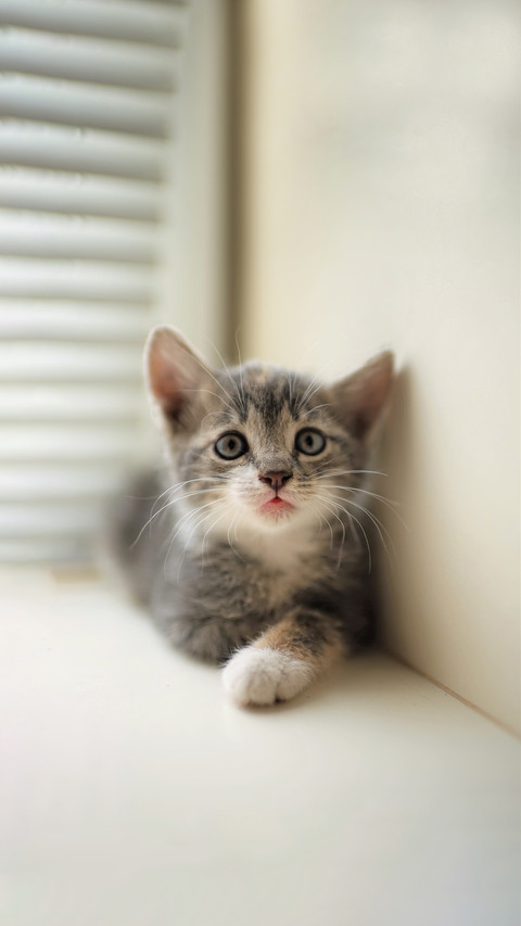 Cute little gray kitten, portrait on the windowsill screenshot