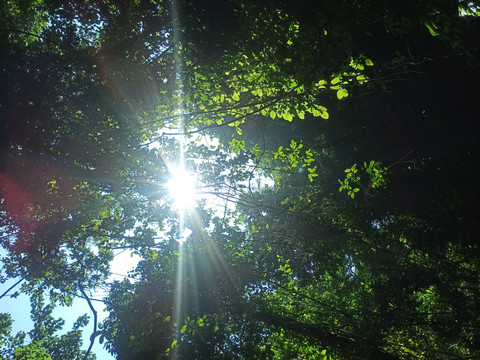 Jungle screenshot