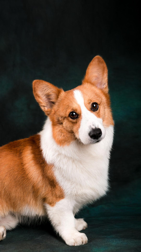 Dog304 screenshot