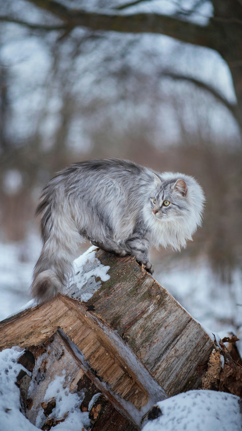 A Long-haired Cat Standing in The Snow screenshot