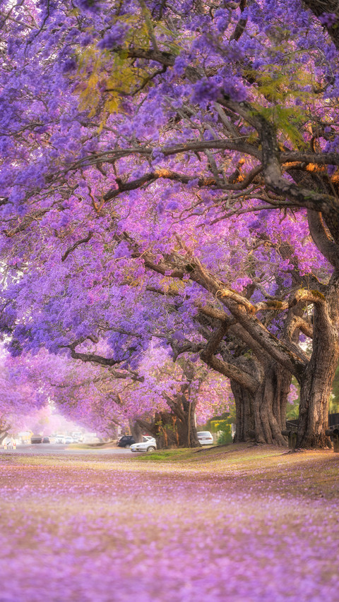 Jacaranda trees are in full bloom in australia screenshot