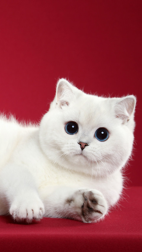 A blueeyed kitten with a red background screenshot