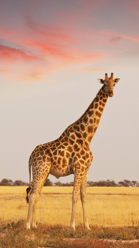 Combat effectiveness of giraffes 52 screenshot