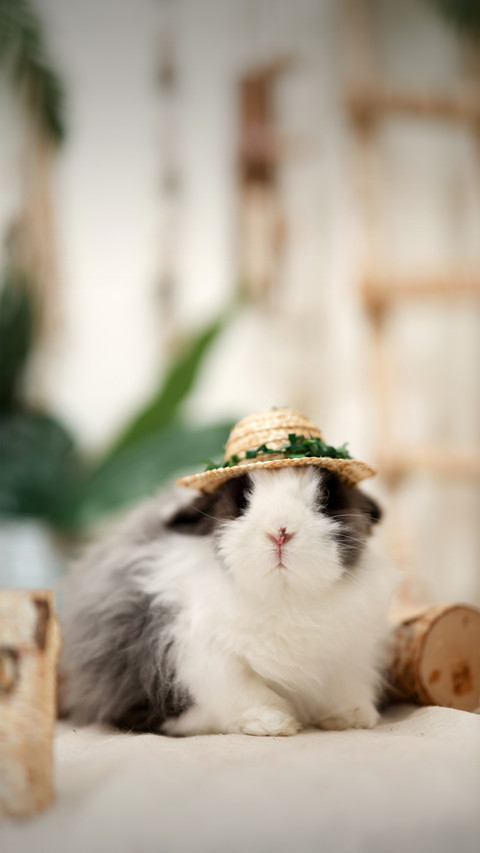 The wrong practice of keeping pet rabbits screenshot
