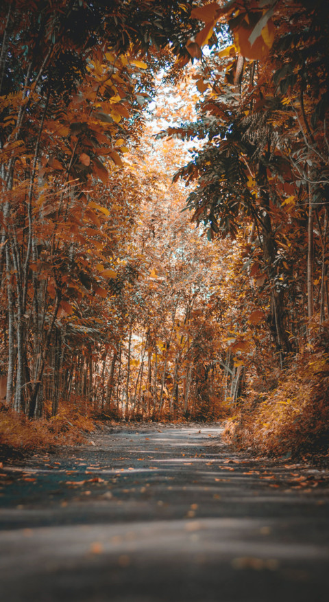 Roads & Pathways (48) screenshot