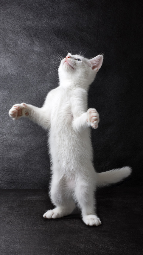 Evolution of cat slave 15 screenshot