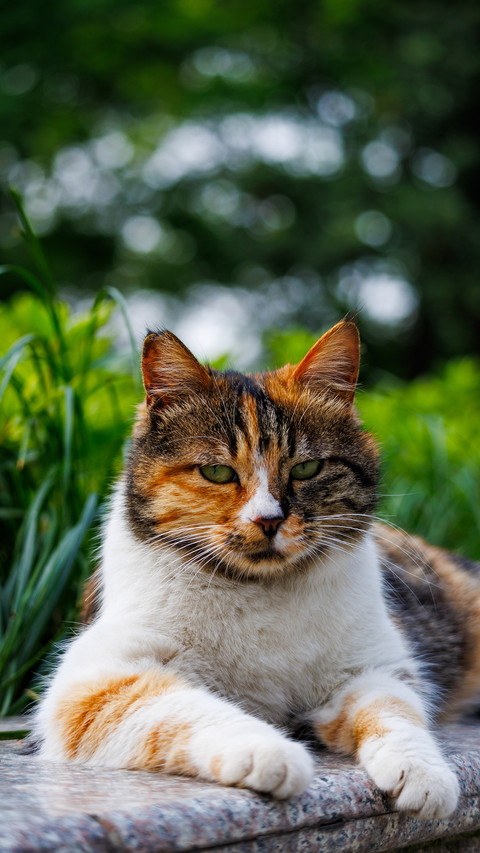 Flowers plants cats screenshot