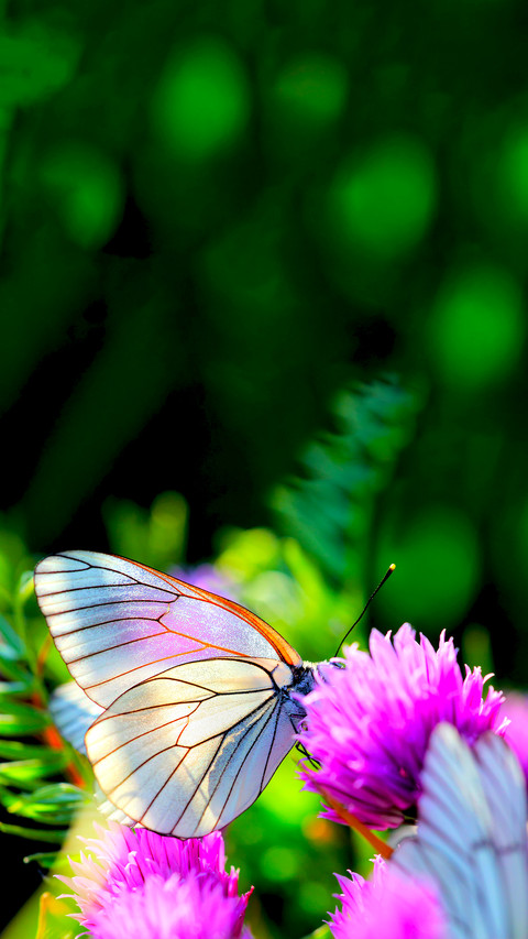 The Beauty of Nature screenshot