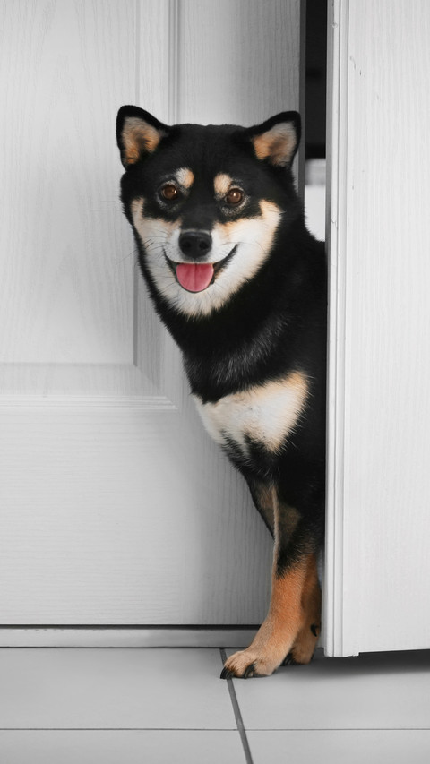 柴犬只有一种颜色吗 screenshot