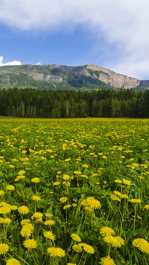 Dandilions taraxacum enderby cliffs enderby british screenshot
