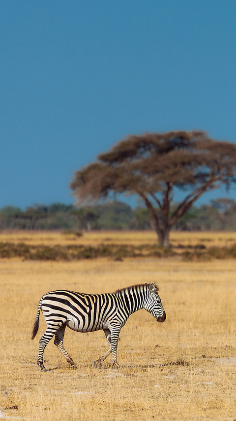 Wild animals-02 screenshot