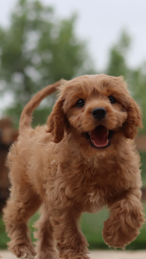 Puppy Love (4) screenshot