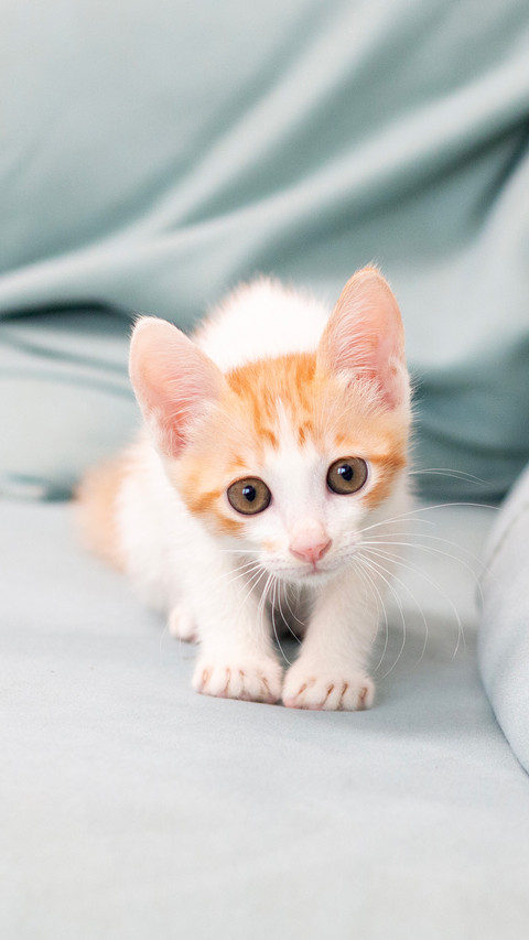 Yellow and white kitten screenshot