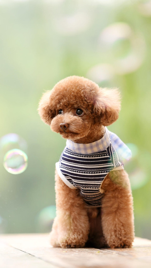 贵宾犬简史 screenshot