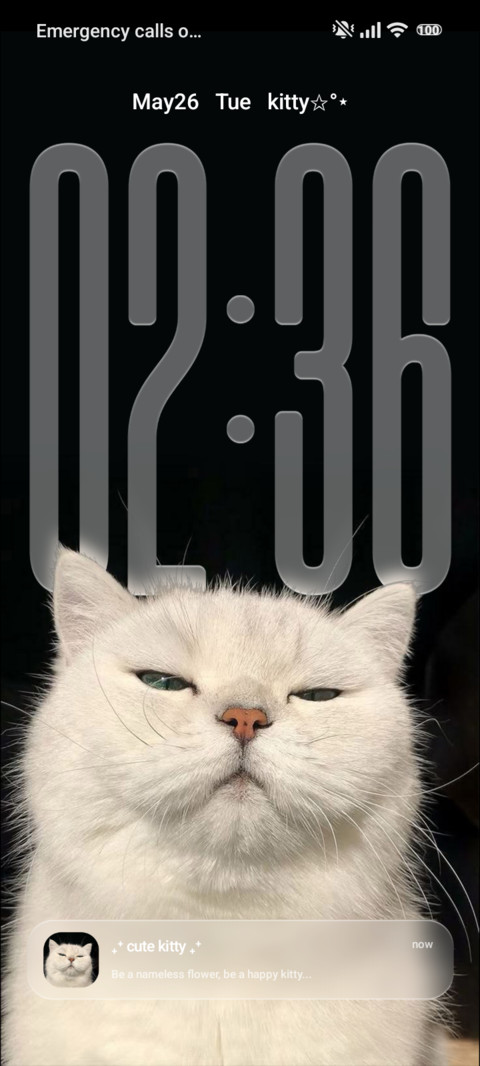 Cat screenshot