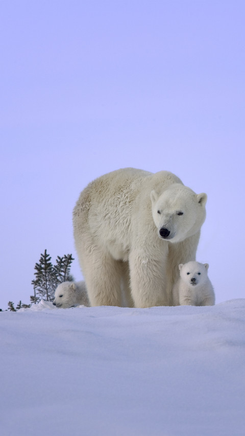 Ten greatest animal mothers 73 screenshot